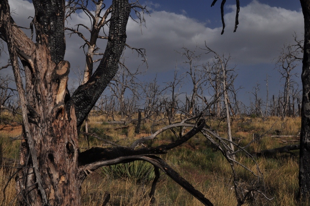 The Petroglyph Trail 